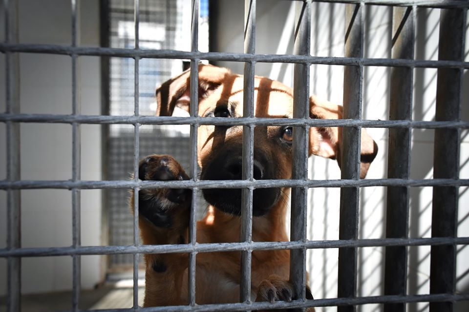 La Protectora de Animales de Ceuta exige a la Ciudad que cumpla la Ley y paralice el sacrificio indiscriminado de perros sanos