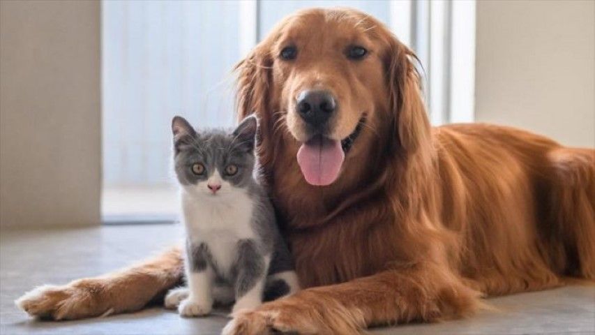 Consejos para mantener el bienestar de nuestras mascotas durante el estado de alarma