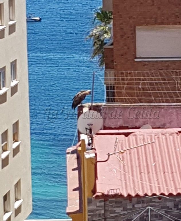 Fotografían a un buitre a la altura de la playa de la Ribera