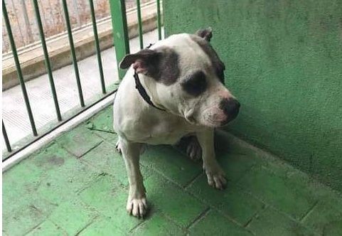 "Somos tu Voz" denuncia el mal funcionamiento del Servicio de Recogida de Animales