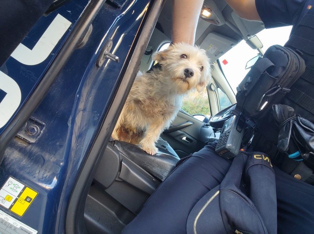 La Policía Nacional rescata dos perros domésticos en el incendio del Monte Hacho