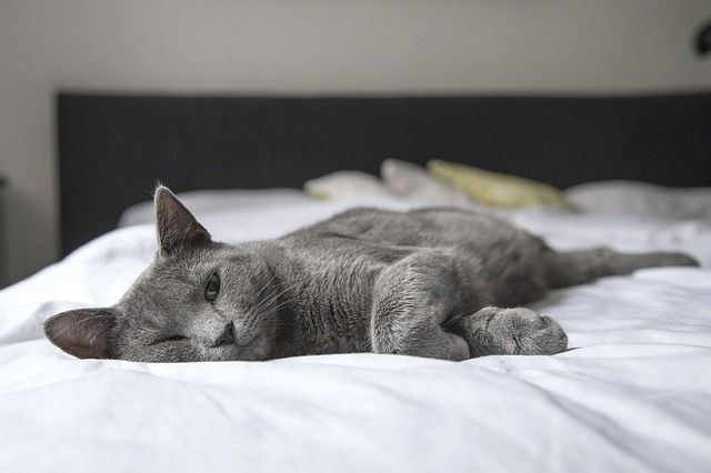  El número de gatos en los hogares españoles continúa en aumento y se sitúa en el 17,6%