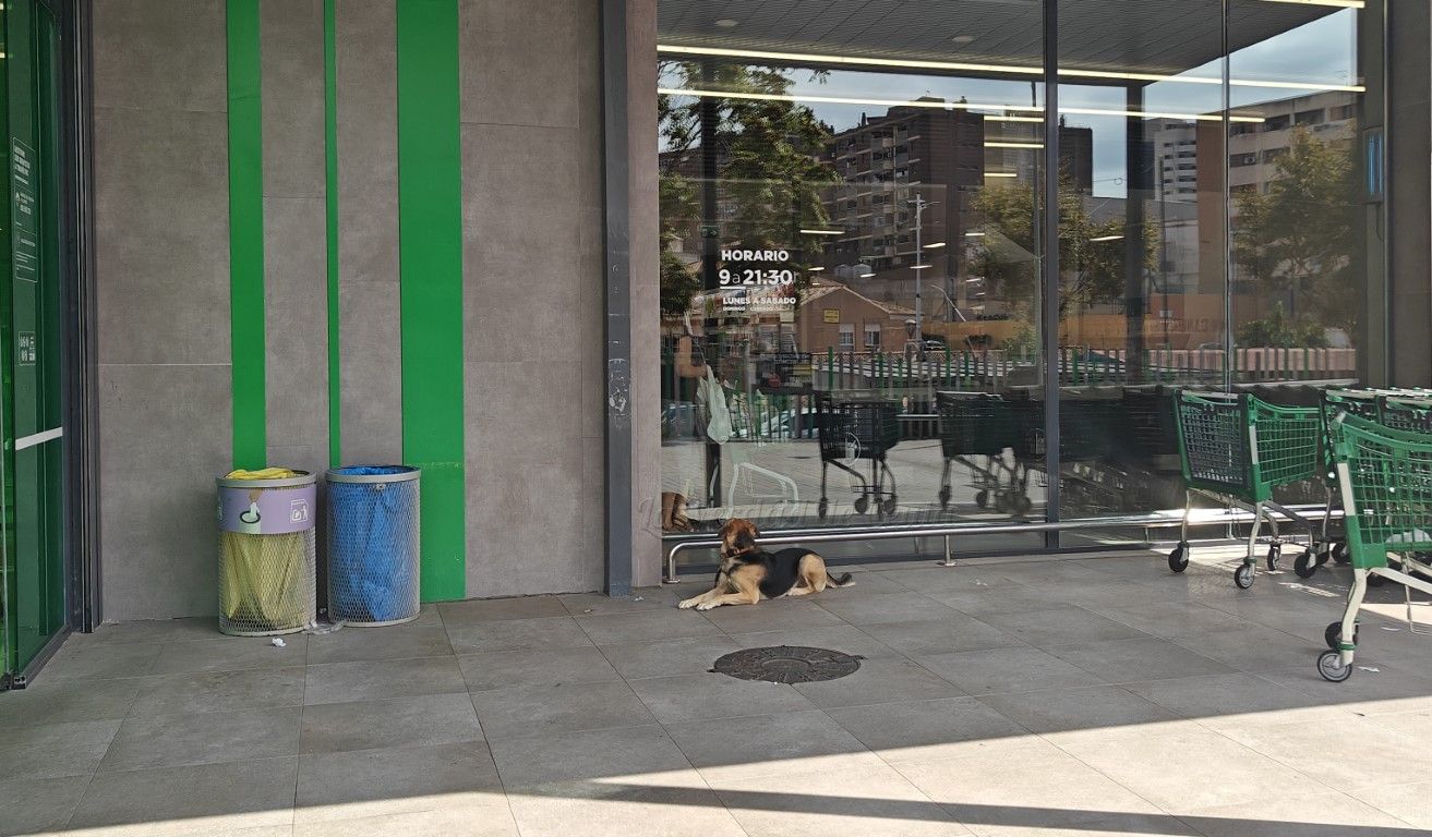 Hoy entra en vigor la Ley de Bienestar Animal: puntos a tener en cuenta con tu mascota
