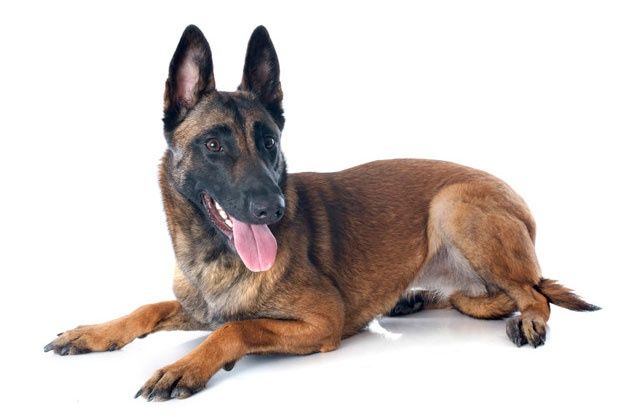 La Protectora de Animales y Plantas dice que la paralización del CER no se debe a una sobrecarga del equipo veterinario