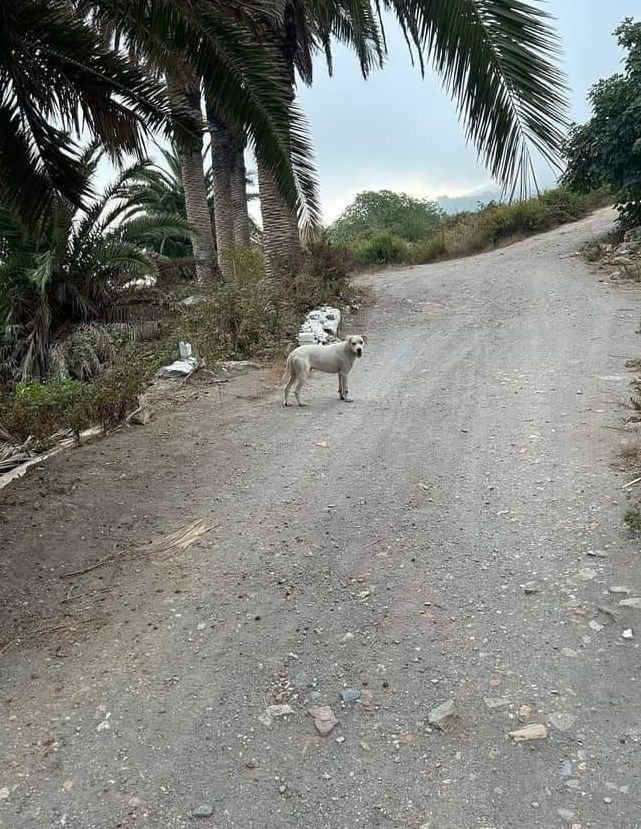 Aparece un perro perdido por Finca Serrano