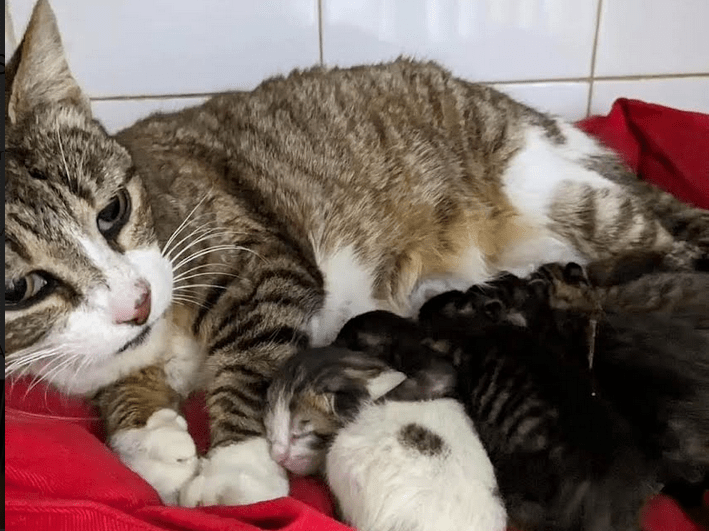La Protectora de Animales denuncia la paralización de la campaña de esterilización de los gatos callejeros