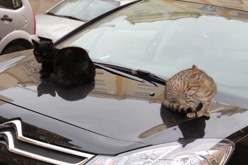 ASACIA lleva a Fiscalía los casos de gatos desaparecidos, refugios dañados y un felino comunitario con graves lesiones en Ceuta